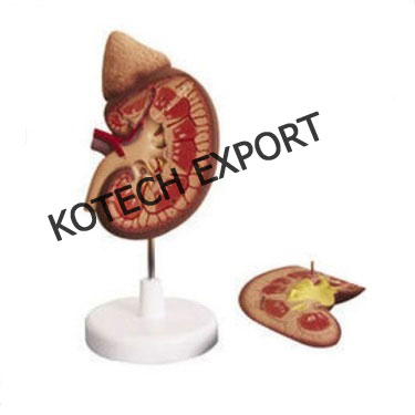  Human Kidney Anatomy Model