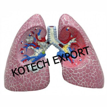  Human Lungs Anatomy Model