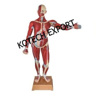  Human Muscle Anatomy Model