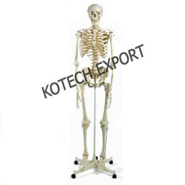  Human Skeleton