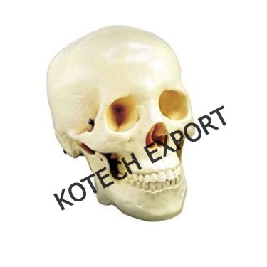  Human Skull Model
