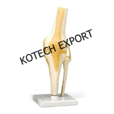  Knee Joint Anatomy Model