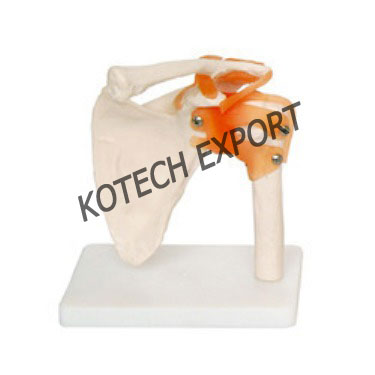  Shoulder Joint Anatomical Model